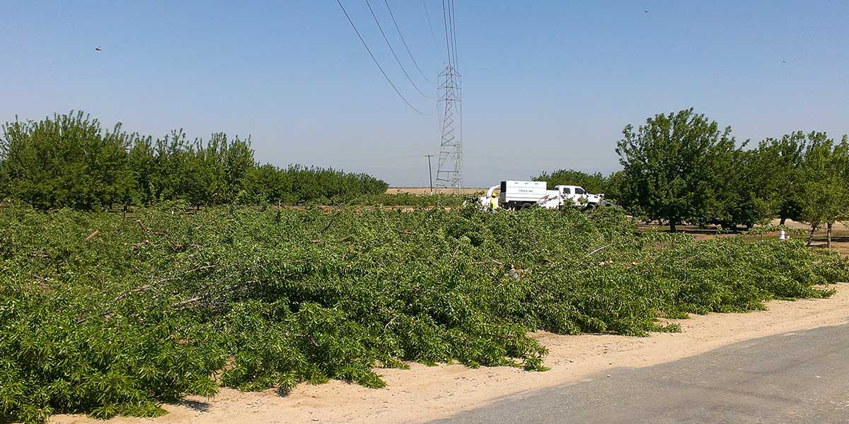 A Proactive Approach to Orchard Planting