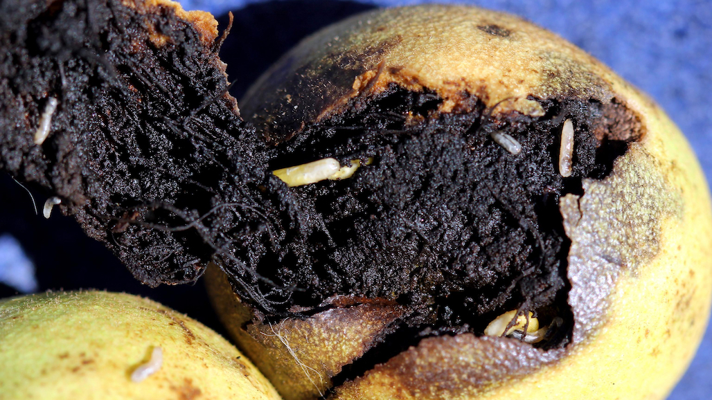 Identifying Insect Pest Damage Through Harvest Sampling