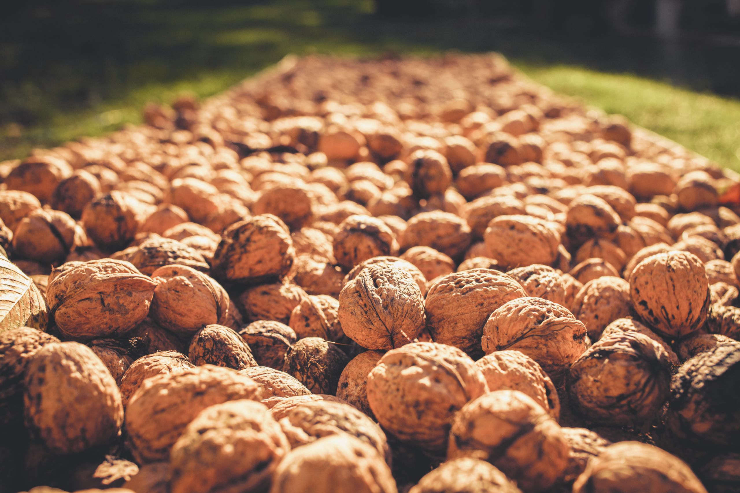 California Walnut Industry Gears Up To Market Record Crop