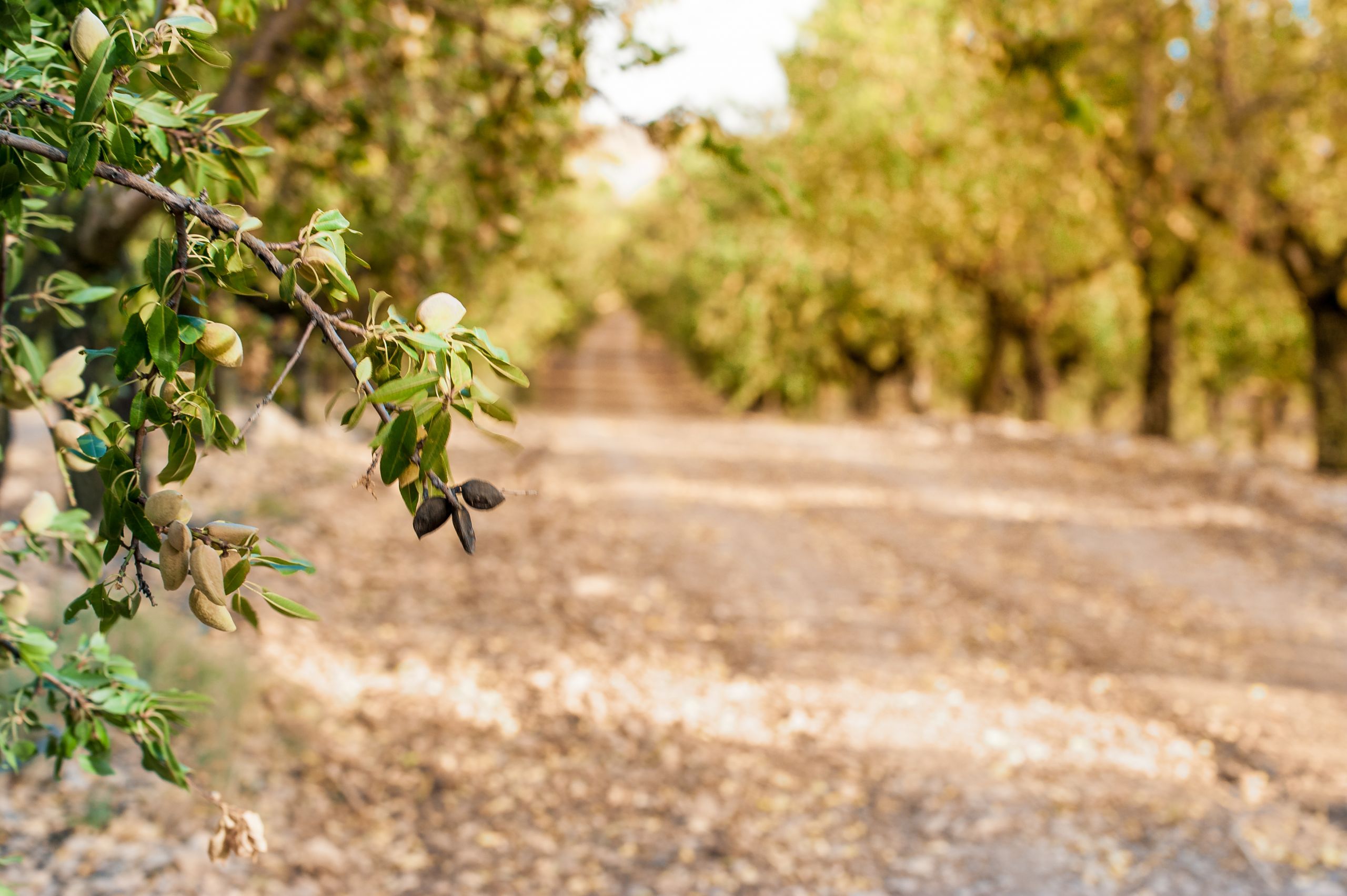 The Relationship Between Almond Tree Performance and Microbial Activity in Soil