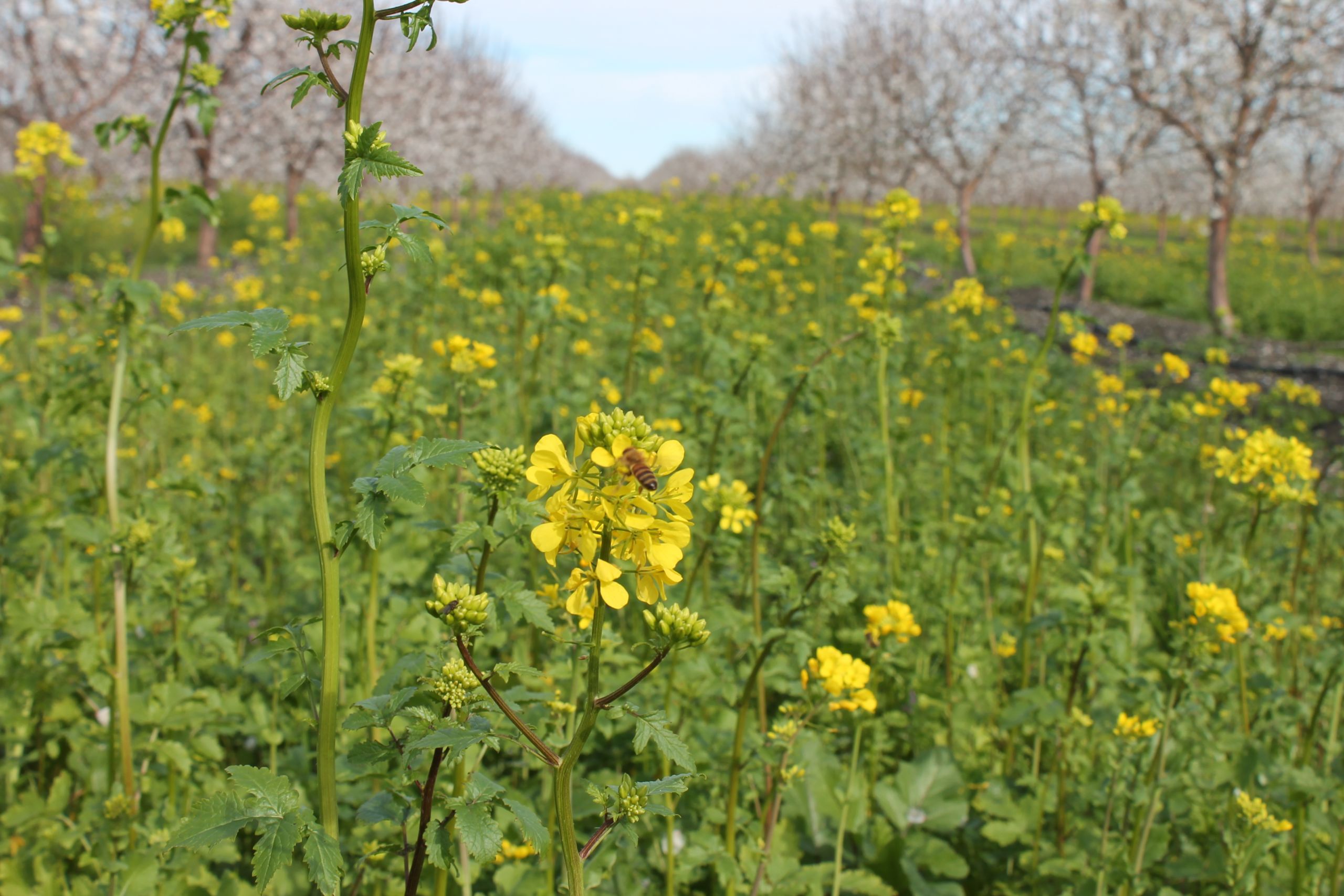 Soil Compacted Post-Harvest? Look to Cover Crops