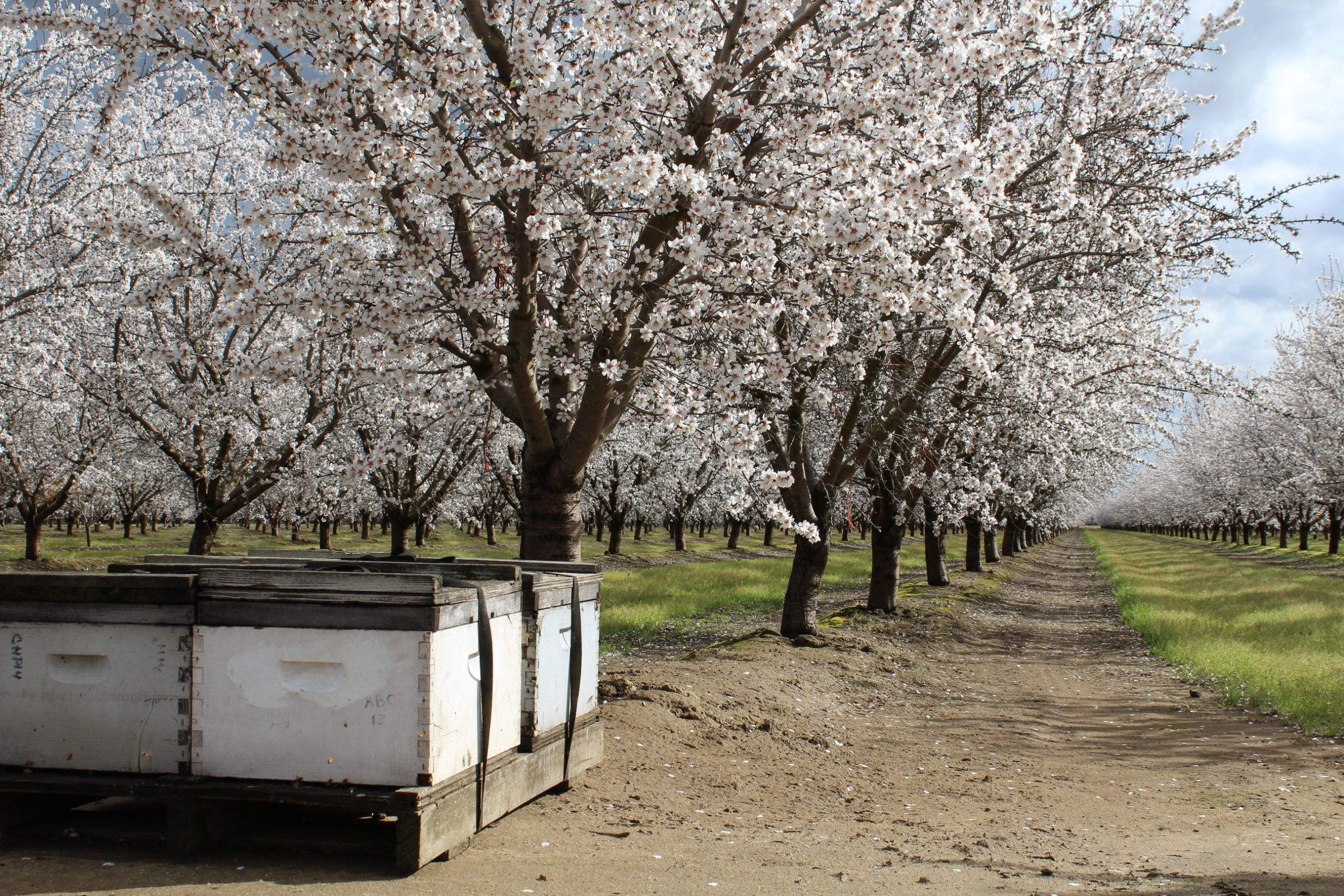 The Value of Honey Bees in Self-Pollinating Almonds