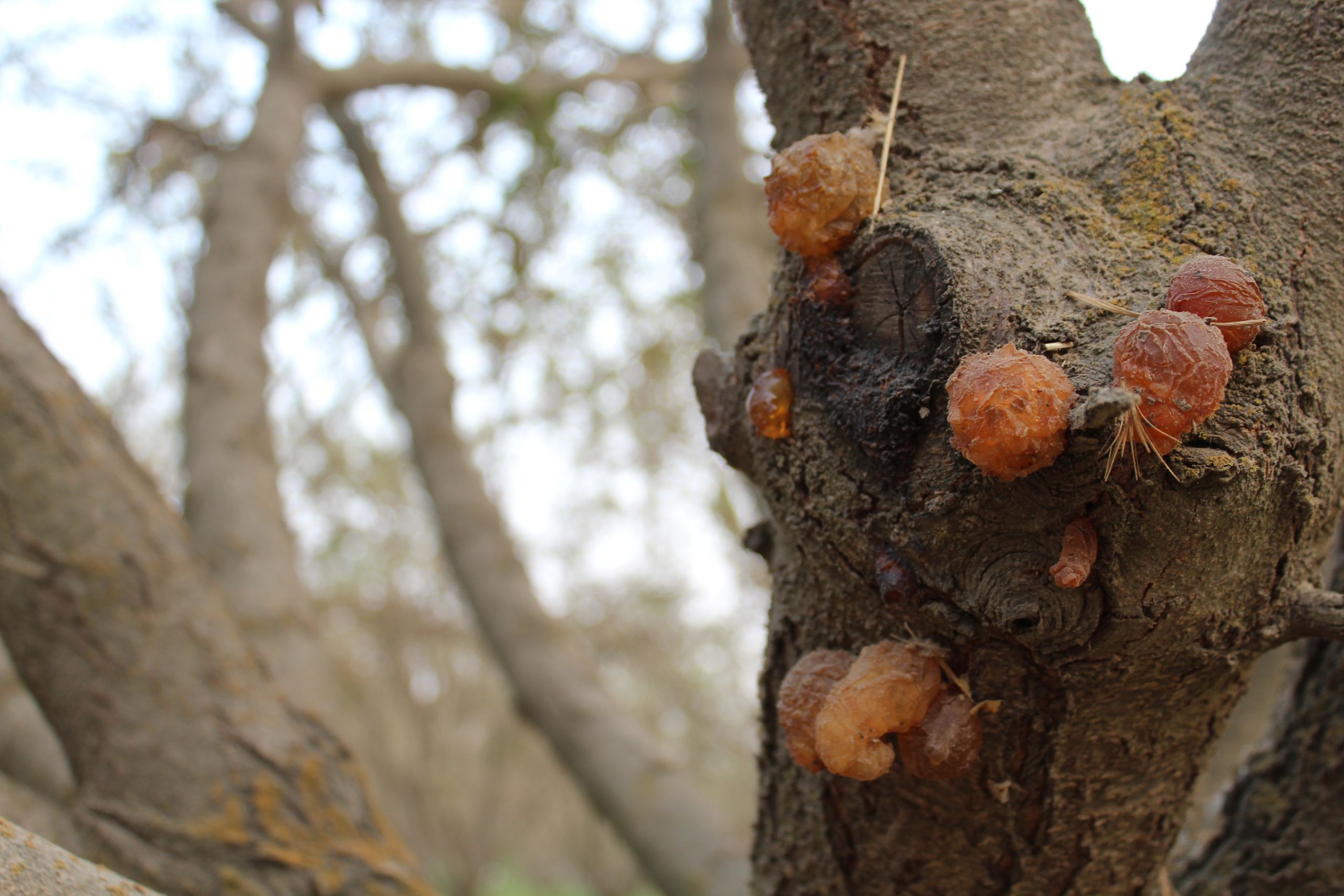 Main Fungal Canker Diseases Affecting California Almonds