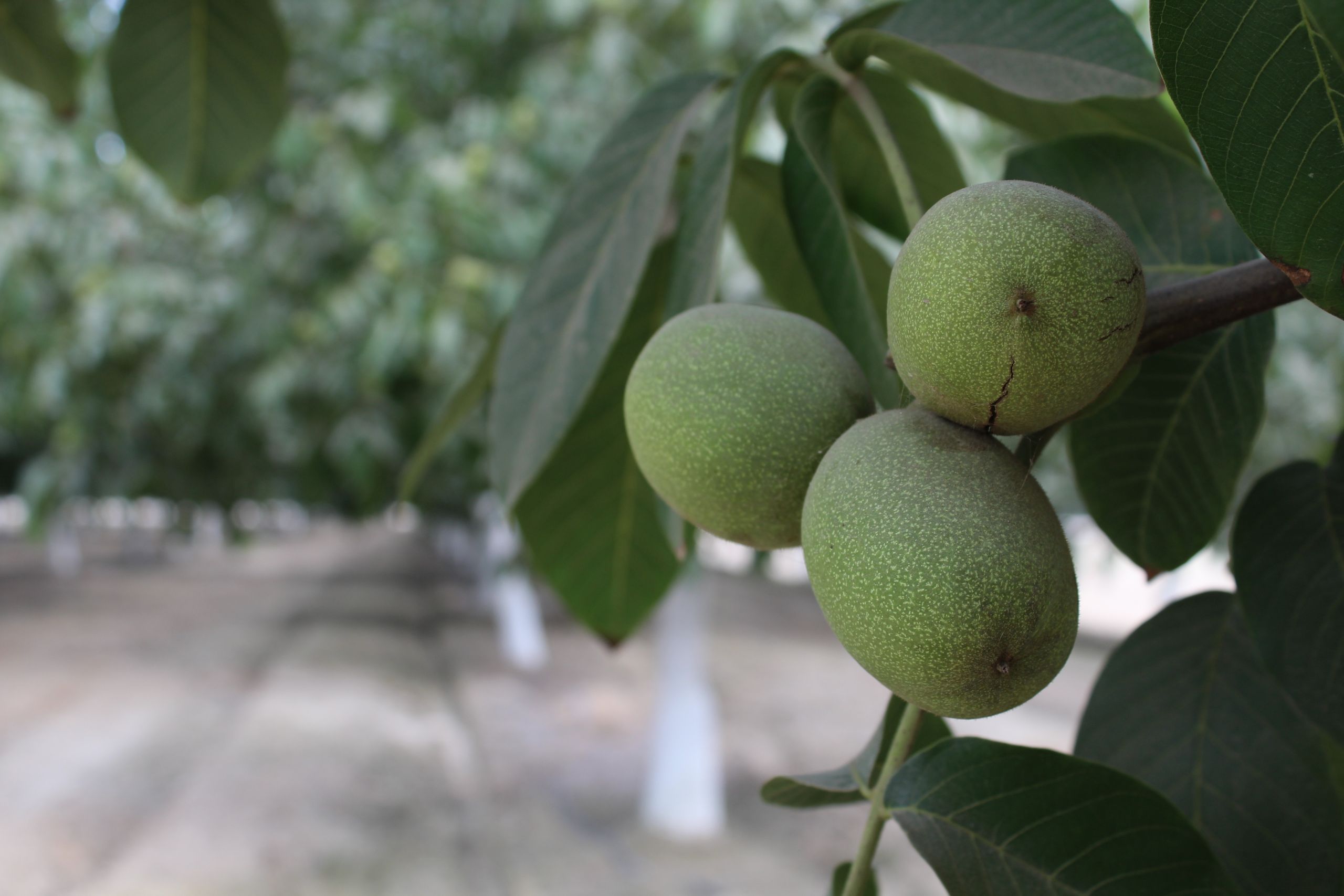 CDFA Walnut Handlers Annual Report