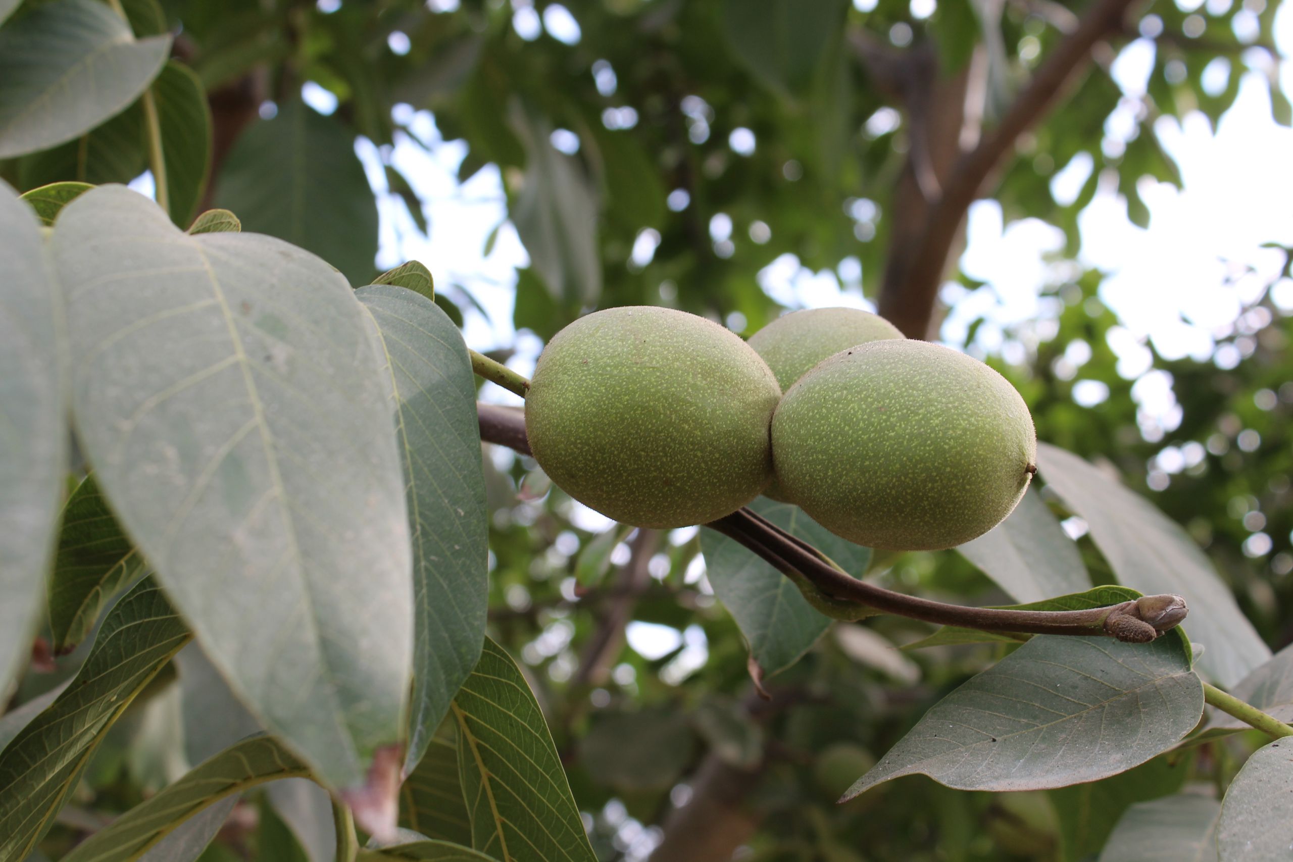 Japan Grants Market Access for All Varieties of US In-Shell Walnuts