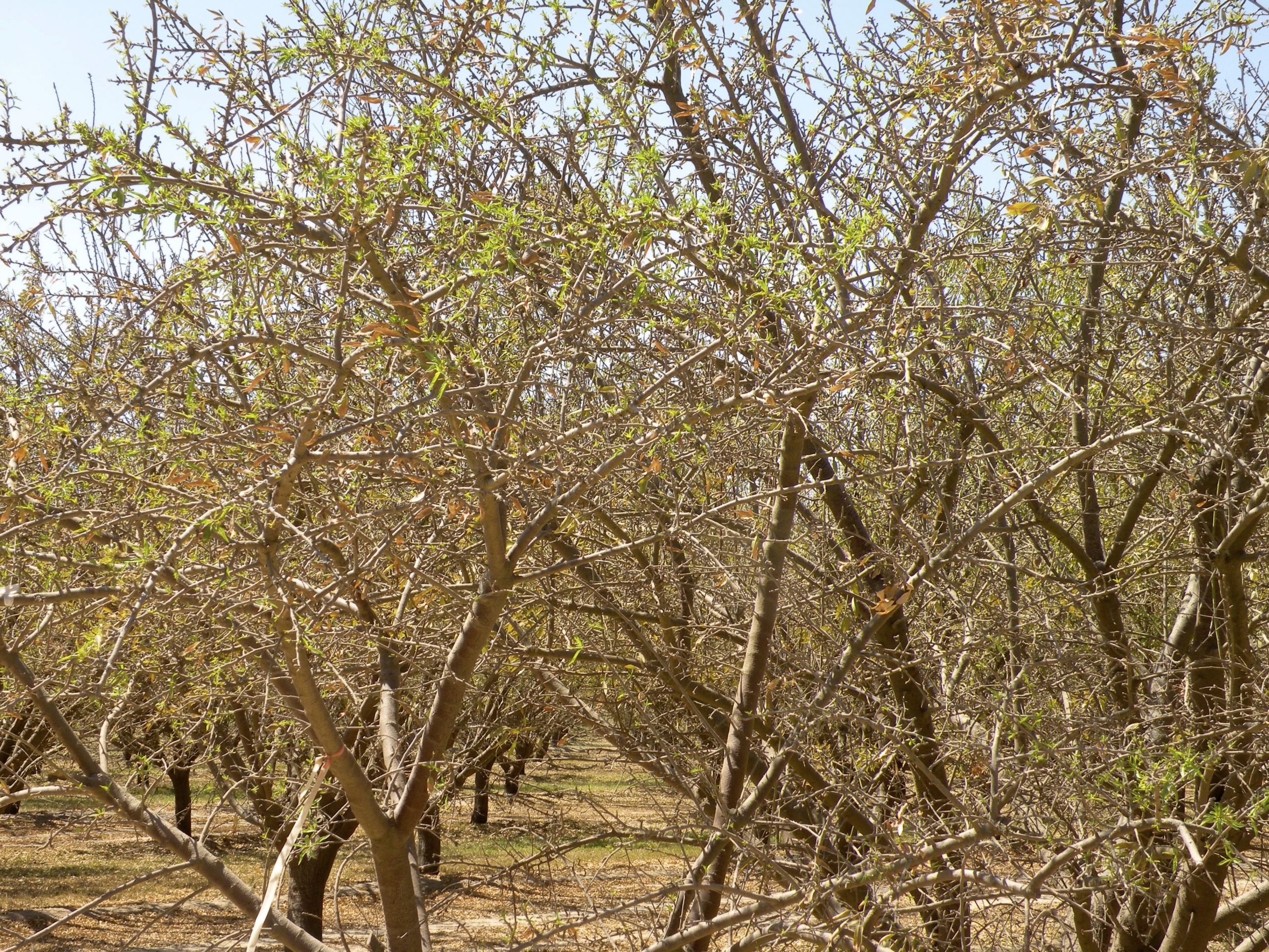 After a Hard-Working Harvest, Trees Need Water to Remain Healthy