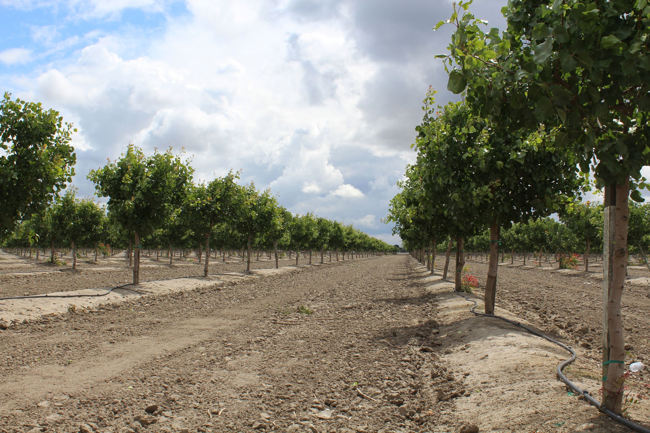 How to Design a New Pistachio Orchard