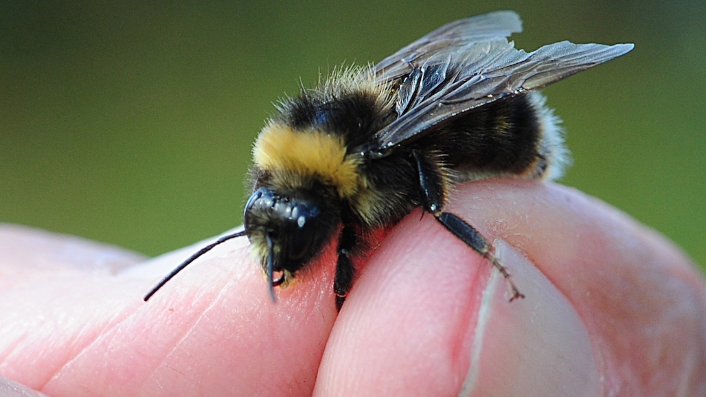 CA Court Rules Insects Not Protected by Endangered Species Act