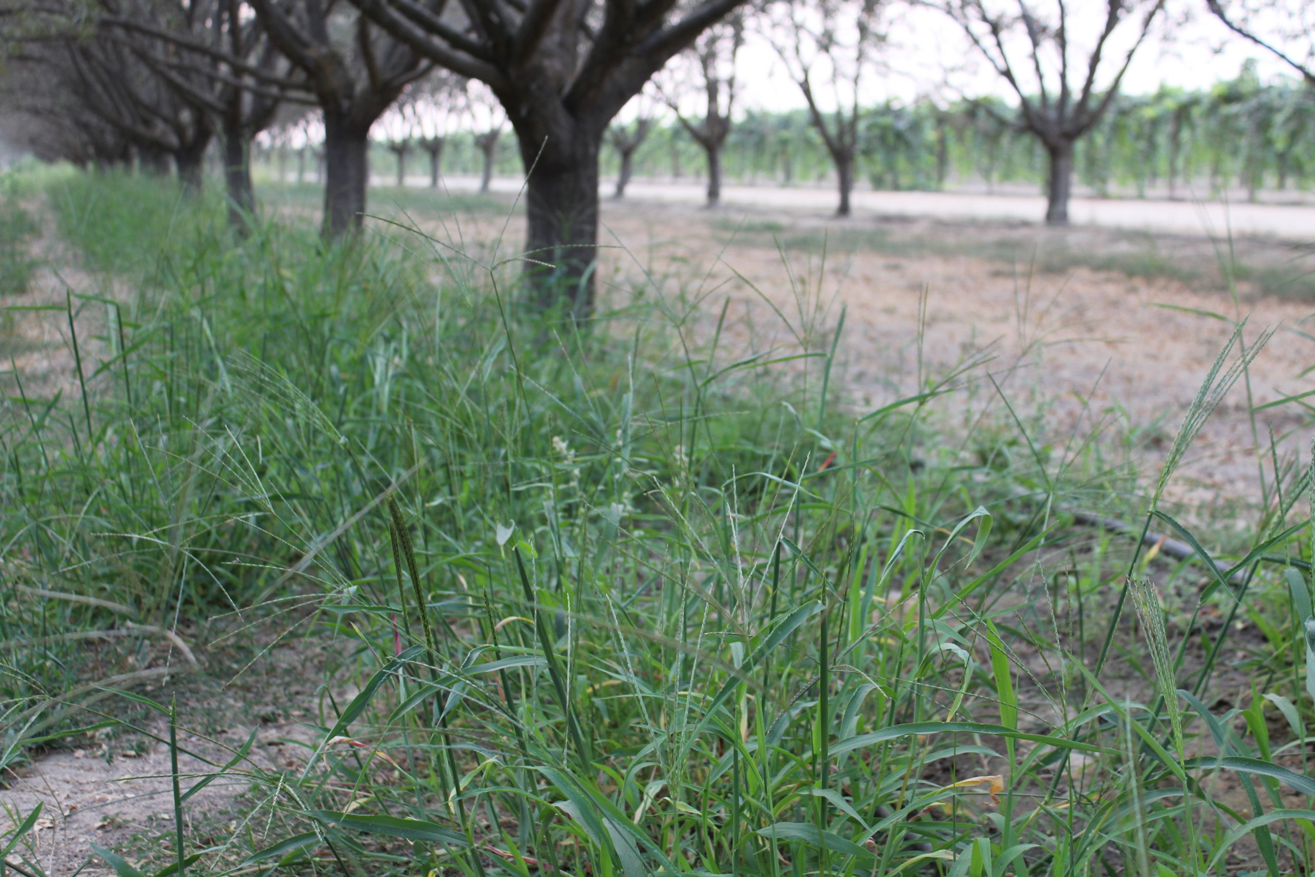 Grower Survey to Address Future Innovations in Weed Management