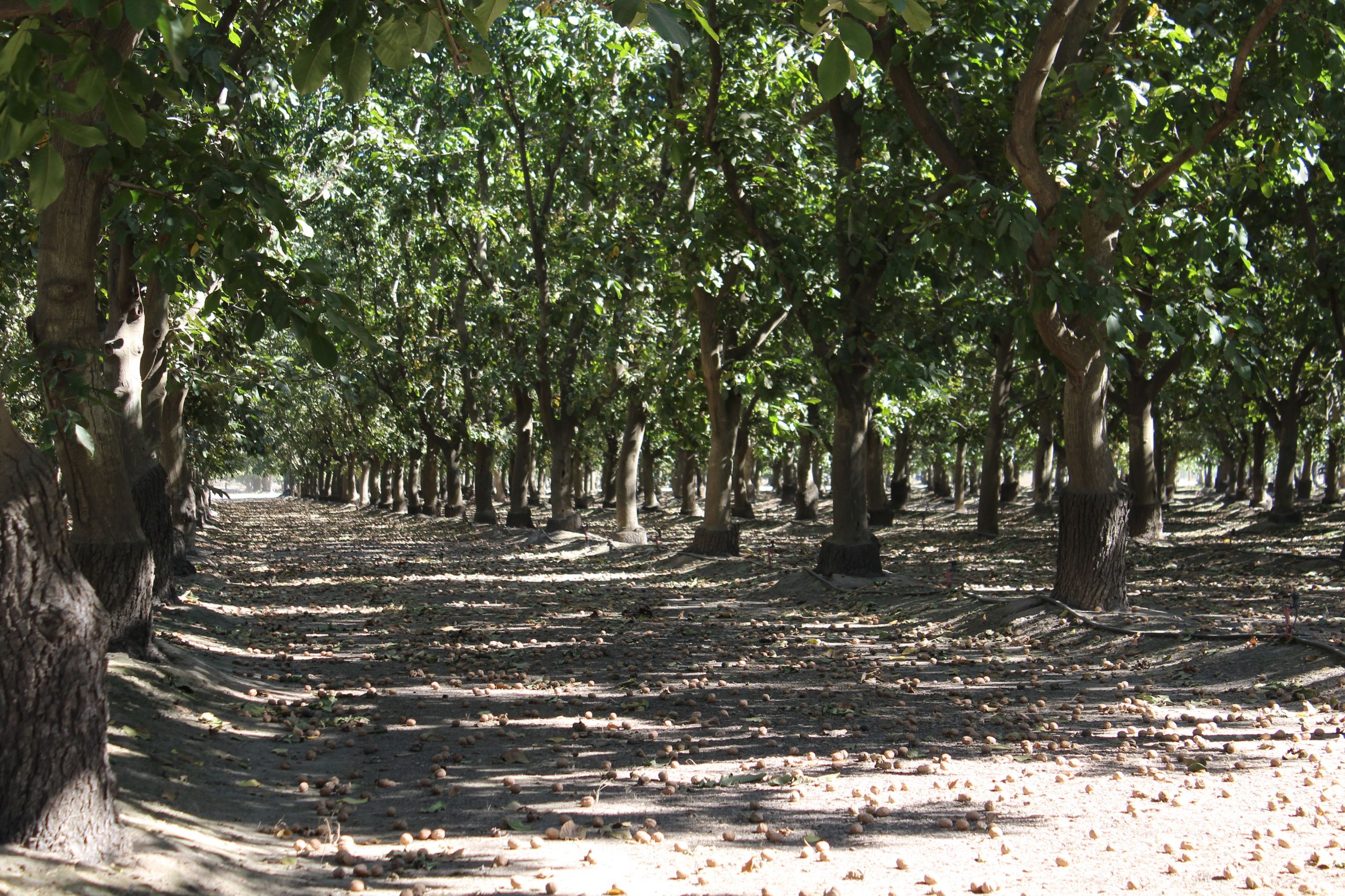 Walnut Replanting Considerations in a Lean Price Year