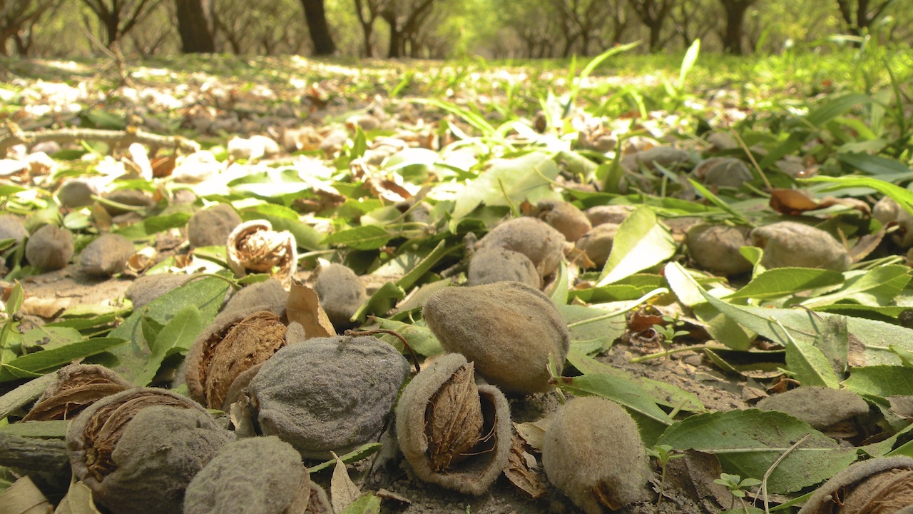 Protecting your Almonds from Ant Damage