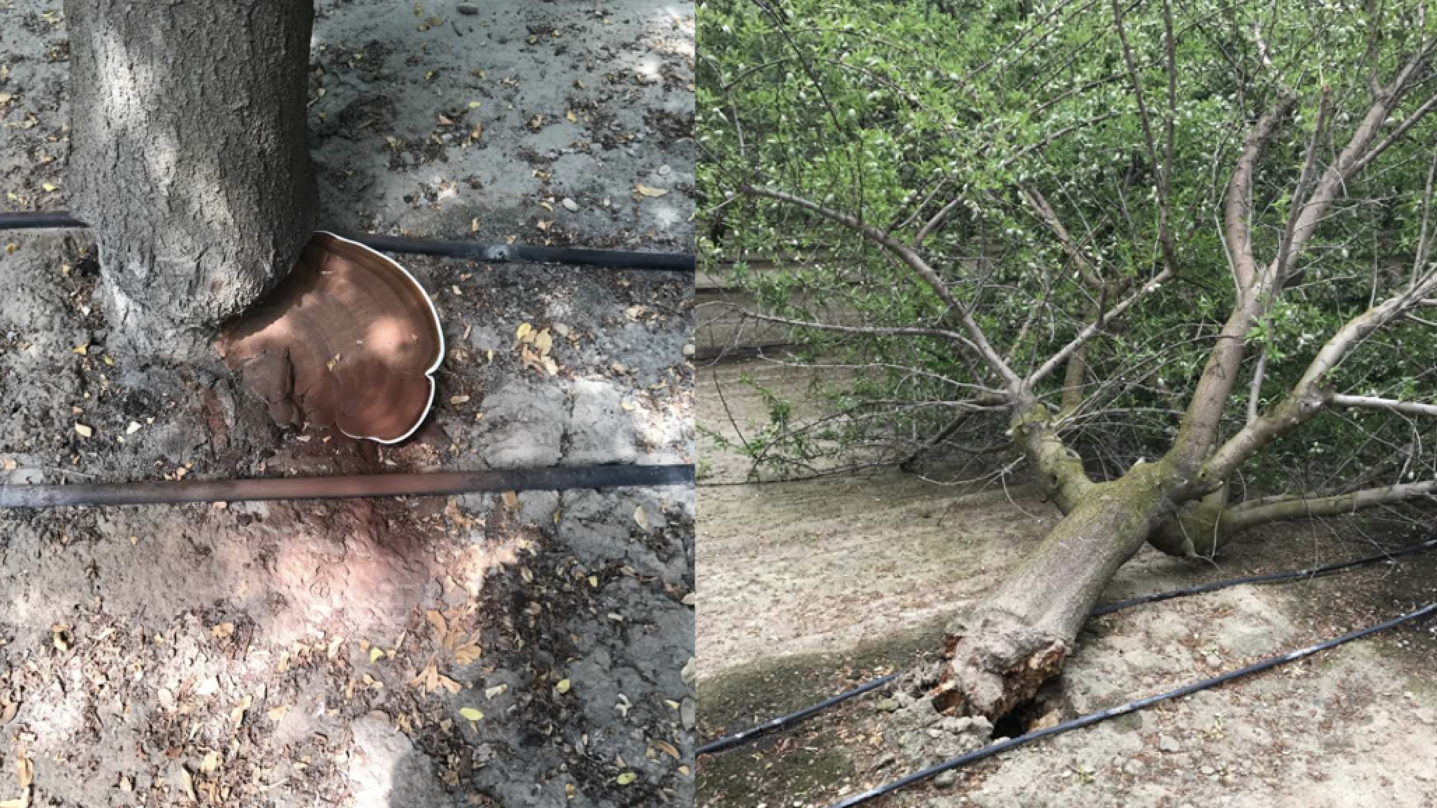 Almond Ganoderma Butt Rot Spore Survey