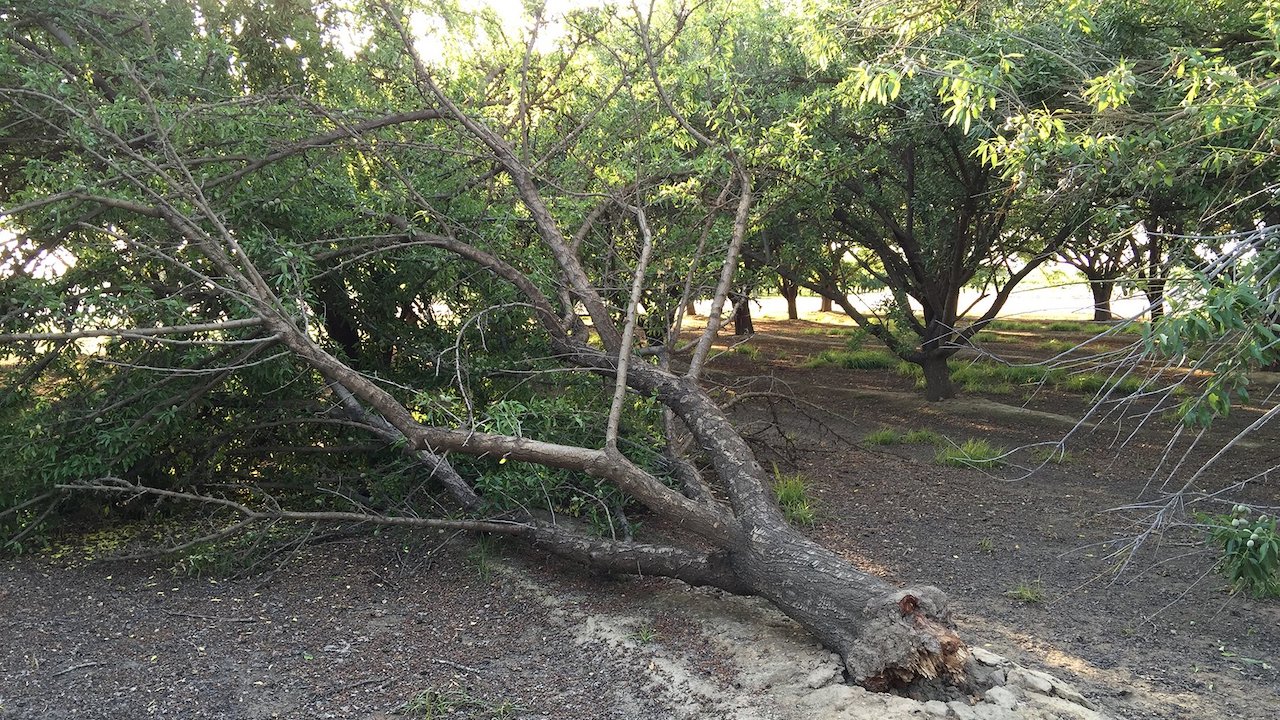 Ganoderma: Why Are My Almond Trees Falling Over?