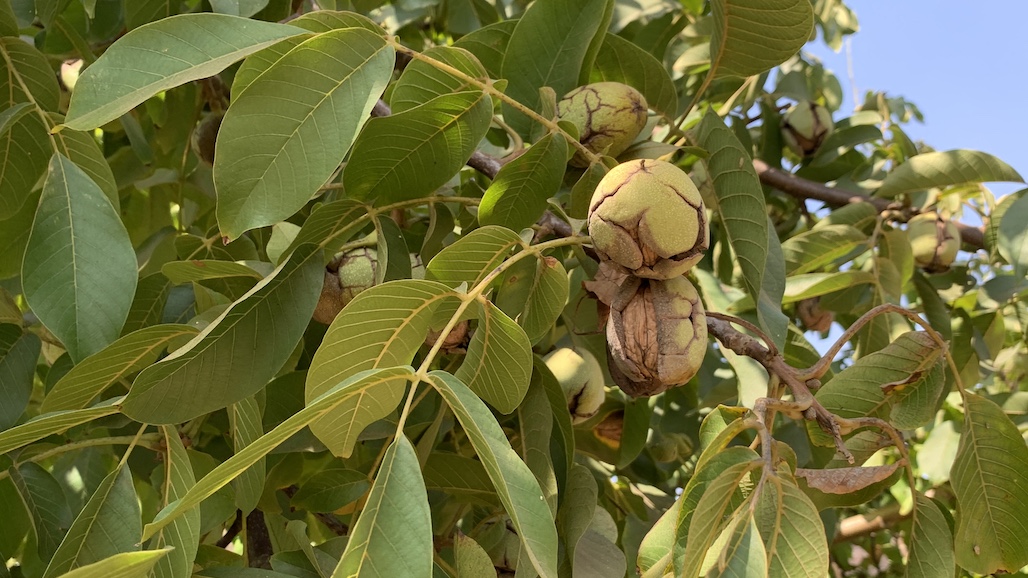 New Walnut Variety to Allow Earlier Harvest