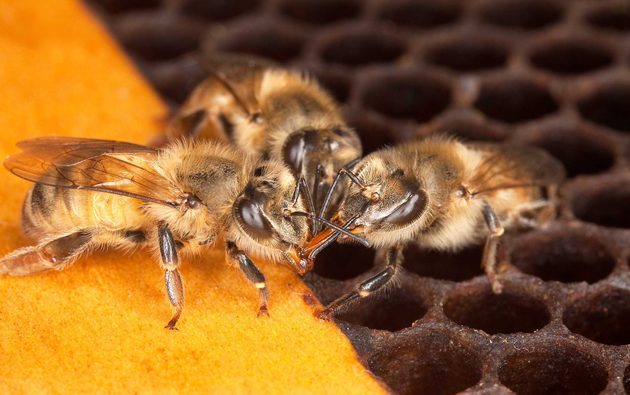 Hive Strength and Bee Health/Safety for Successful Almond Crop