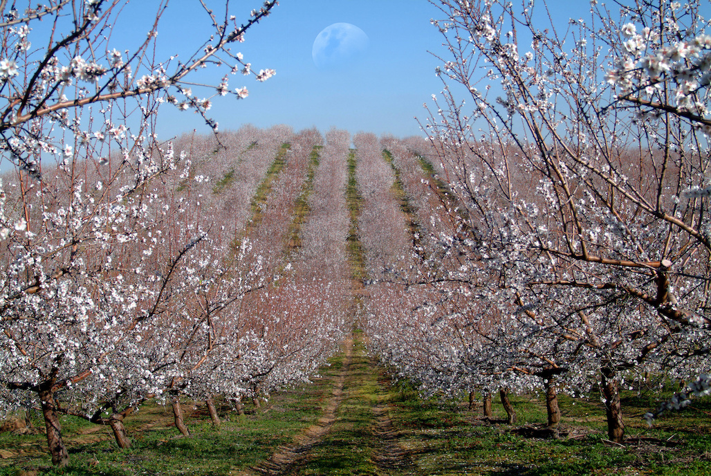 Almond Board of CA Announces 2021 Election