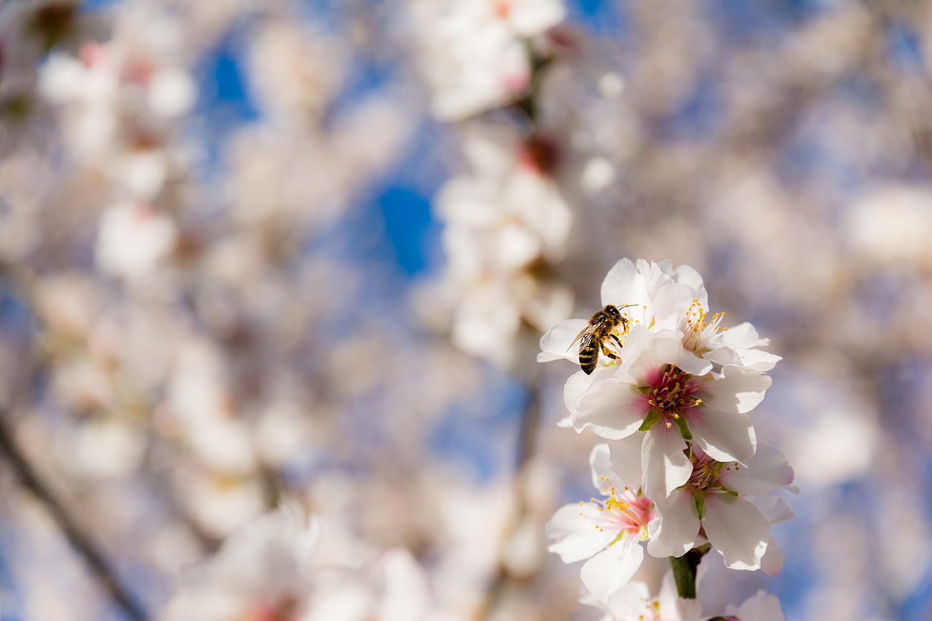 Celebrating Bee Friendly Farming® Certified Almond Orchards on National Almond Day