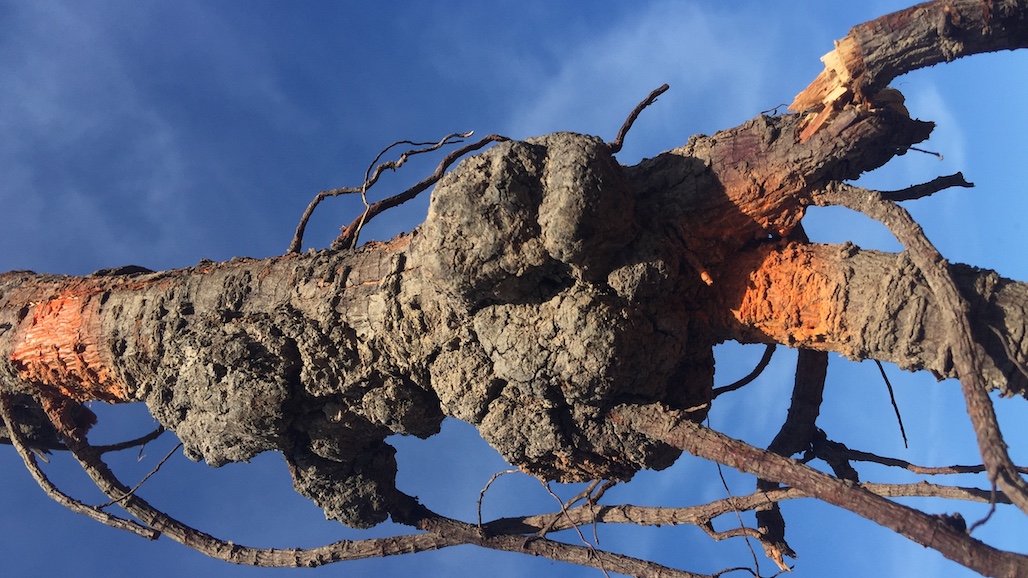How to Prevent Crown Gall in the Orchard