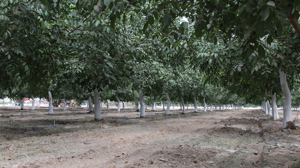 California Walnut Board Seeking Grower Candidates