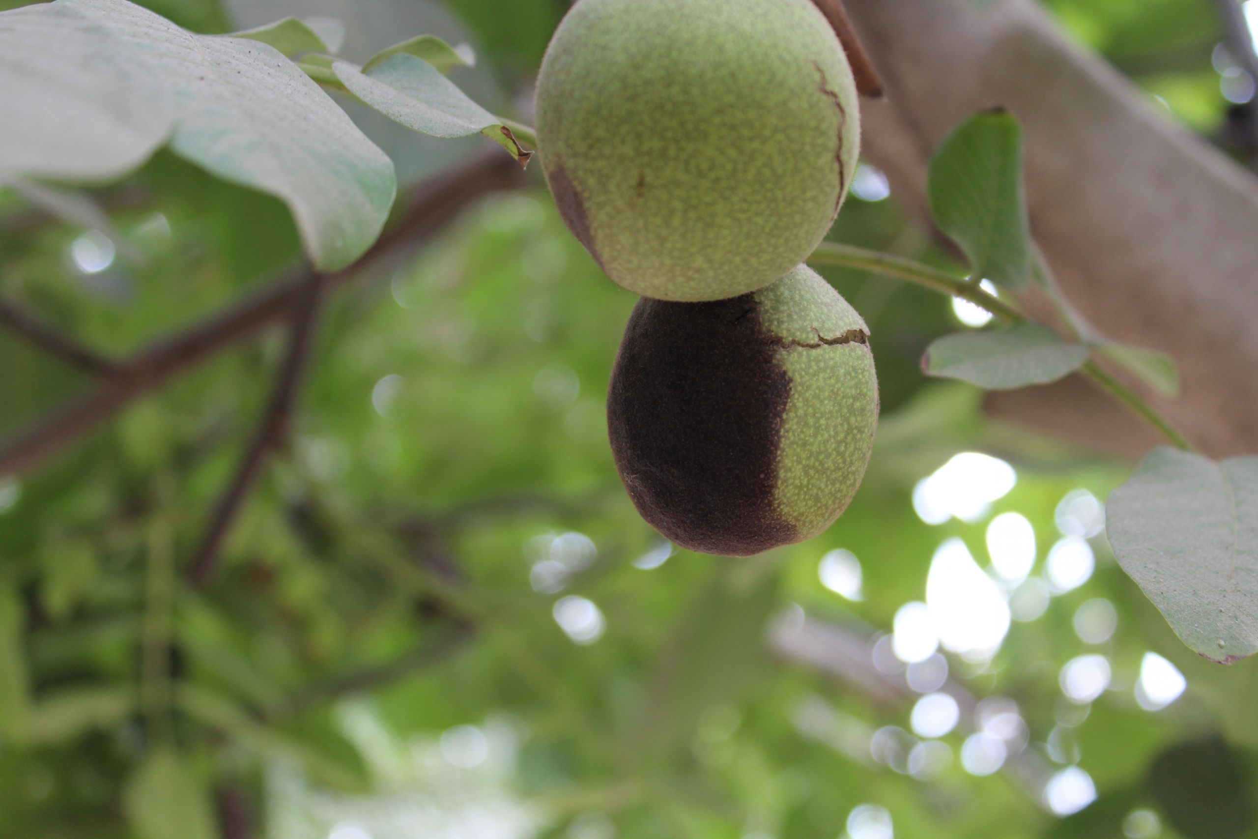 How to Prevent Mold in Walnut