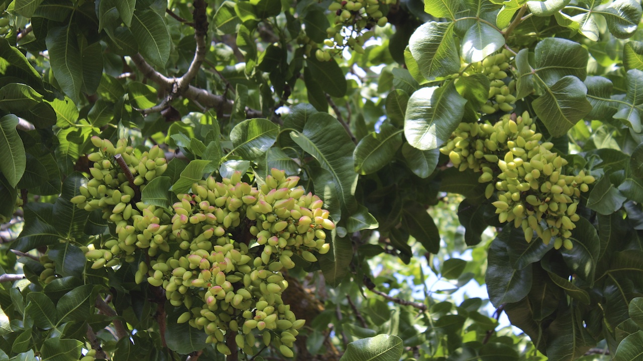 How US Pistachio Shipments are Keeping Up After Record Crop