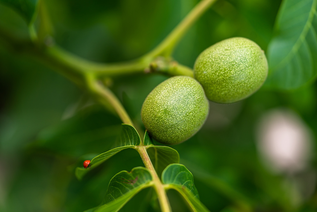 USDA Announces Results of Walnut Marketing Order Referendum