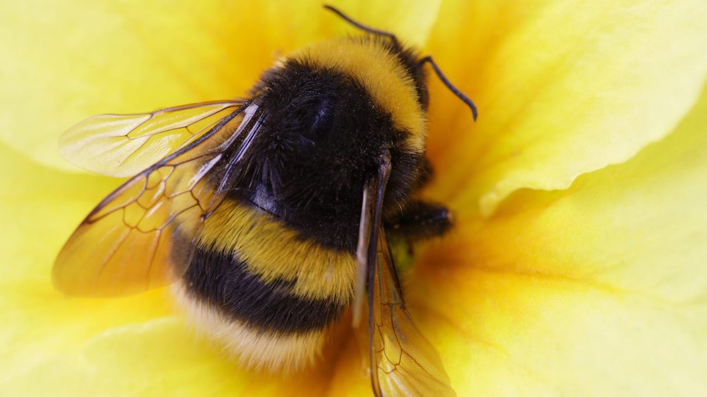 CA Fish & Game Commission Decision on Appealing the Court’s Decision on Enlisting Bumble Bees Under the CA Endangered Species Act