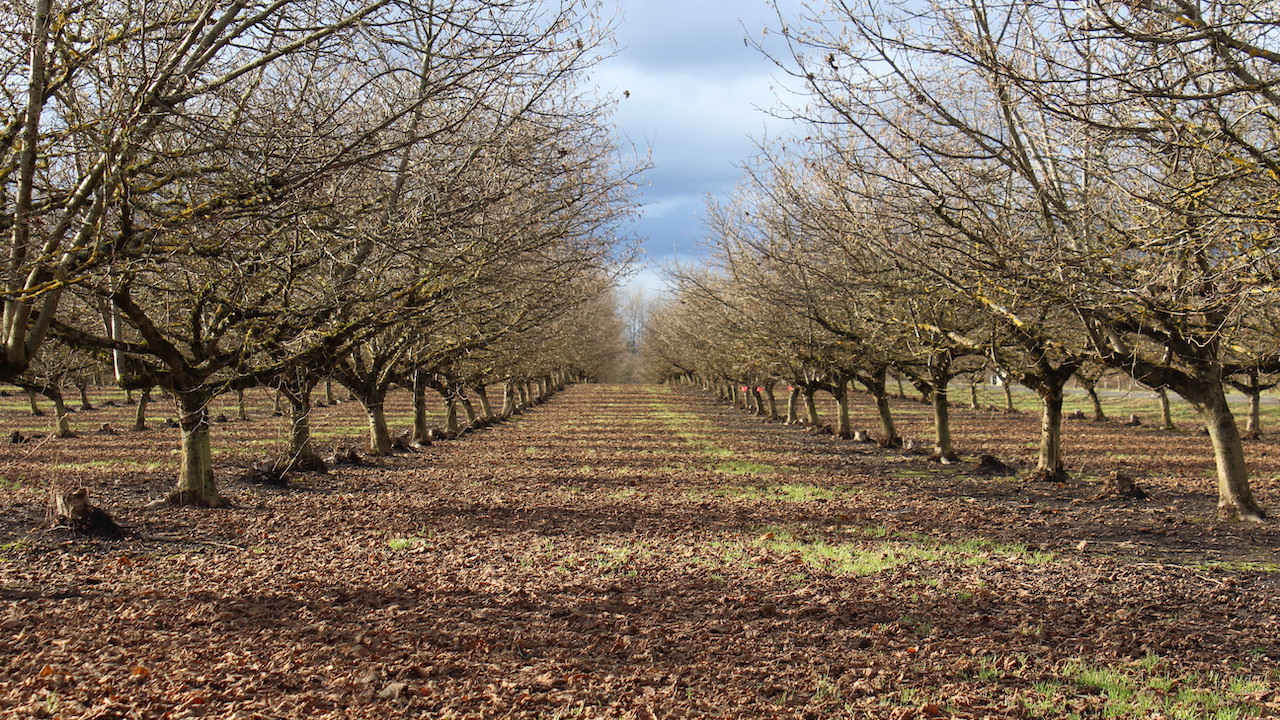 High Density Planting of Hazelnuts: Considerations and Precautions