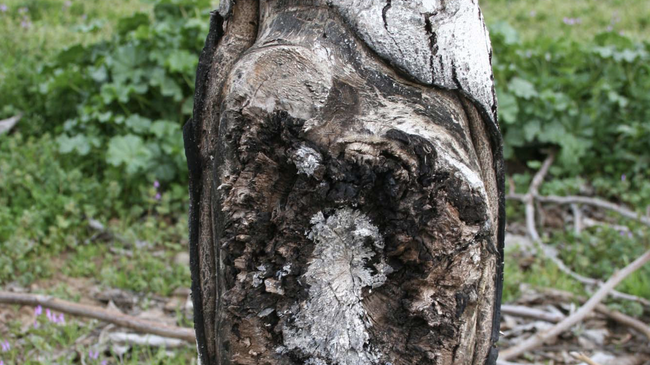Managing Crown Gall in Walnut May Reduce Incidence of Thousand Cankers Disease
