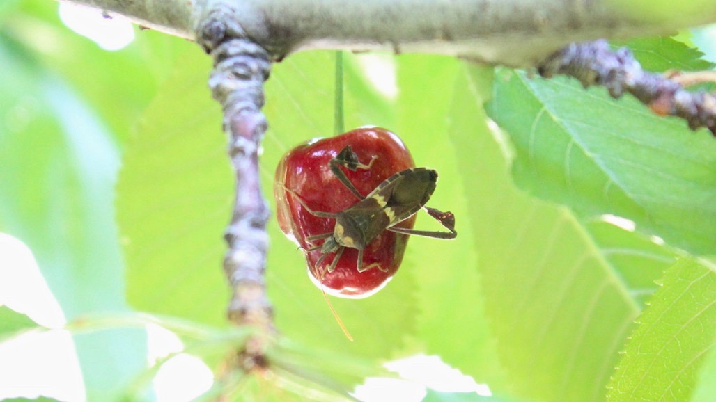 Leaffooted Bug Species May be Changing
