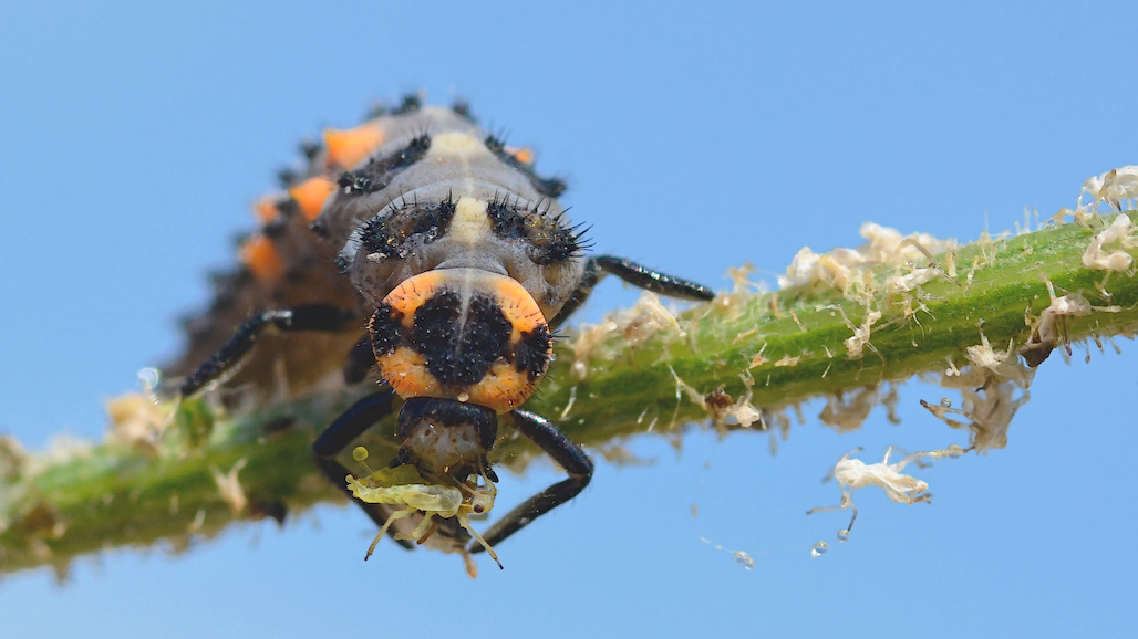 Almond Board Joins Group to Speed CA’s Shift to Safer Pest Management