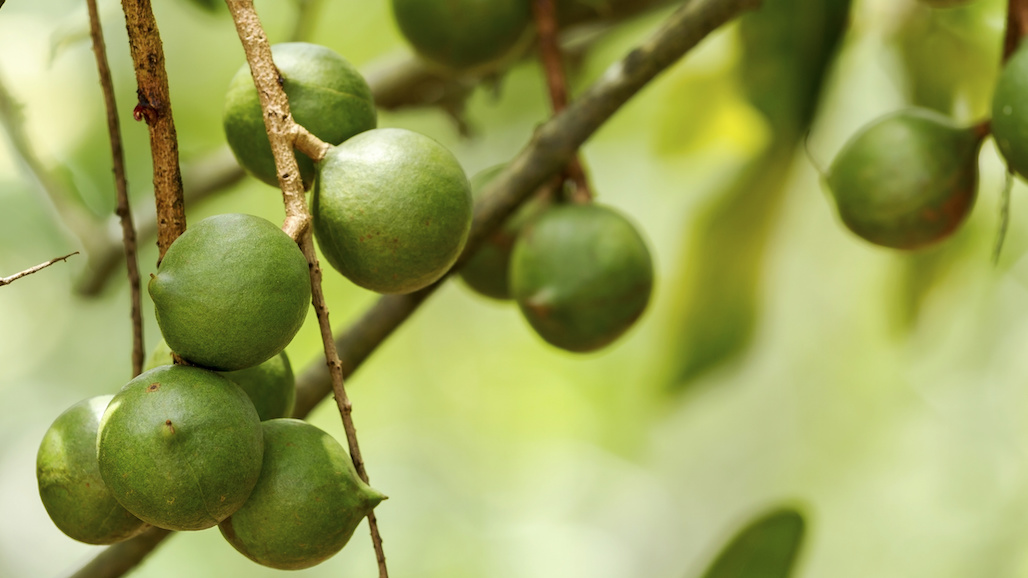 $1.9 Million Hawaii Micro-Grant Program For Small-Scale Ag