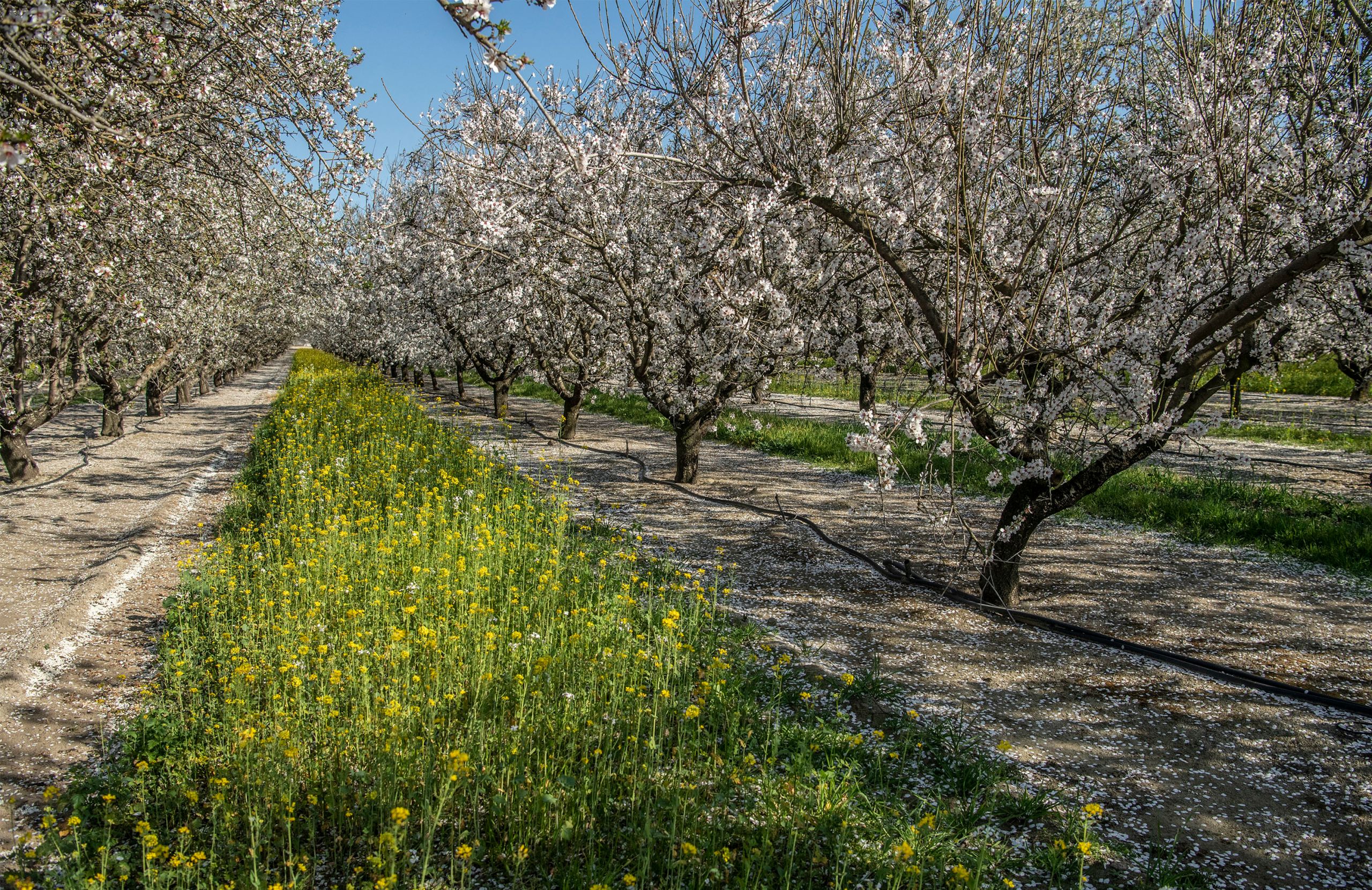 New CA Pollinator Coalition Pledges to Increase Pollinator Habitat on Working Lands