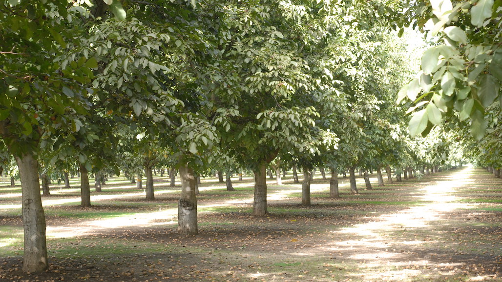 California Walnut Commission Electing New Members