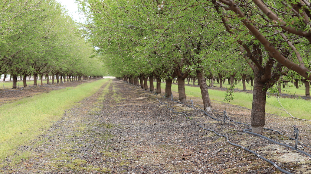 Blue Diamond Growers Announces New Director of Sustainability