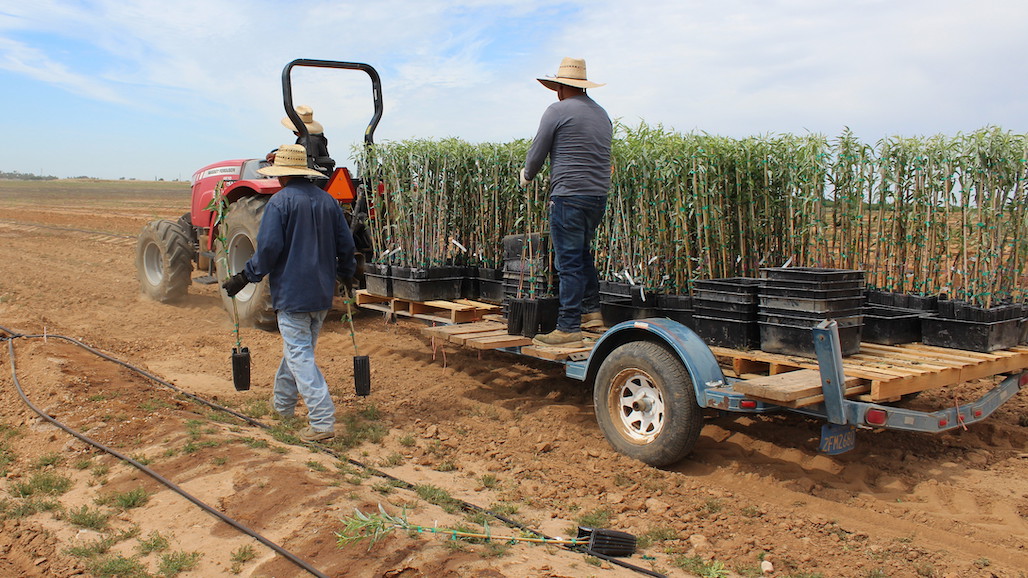 CA Almond Acreage Continues on the Rise