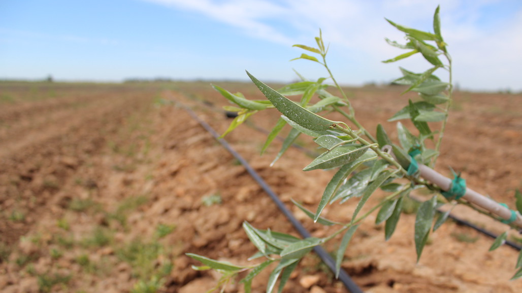 Trials of New Almond Varieties Pay Dividends