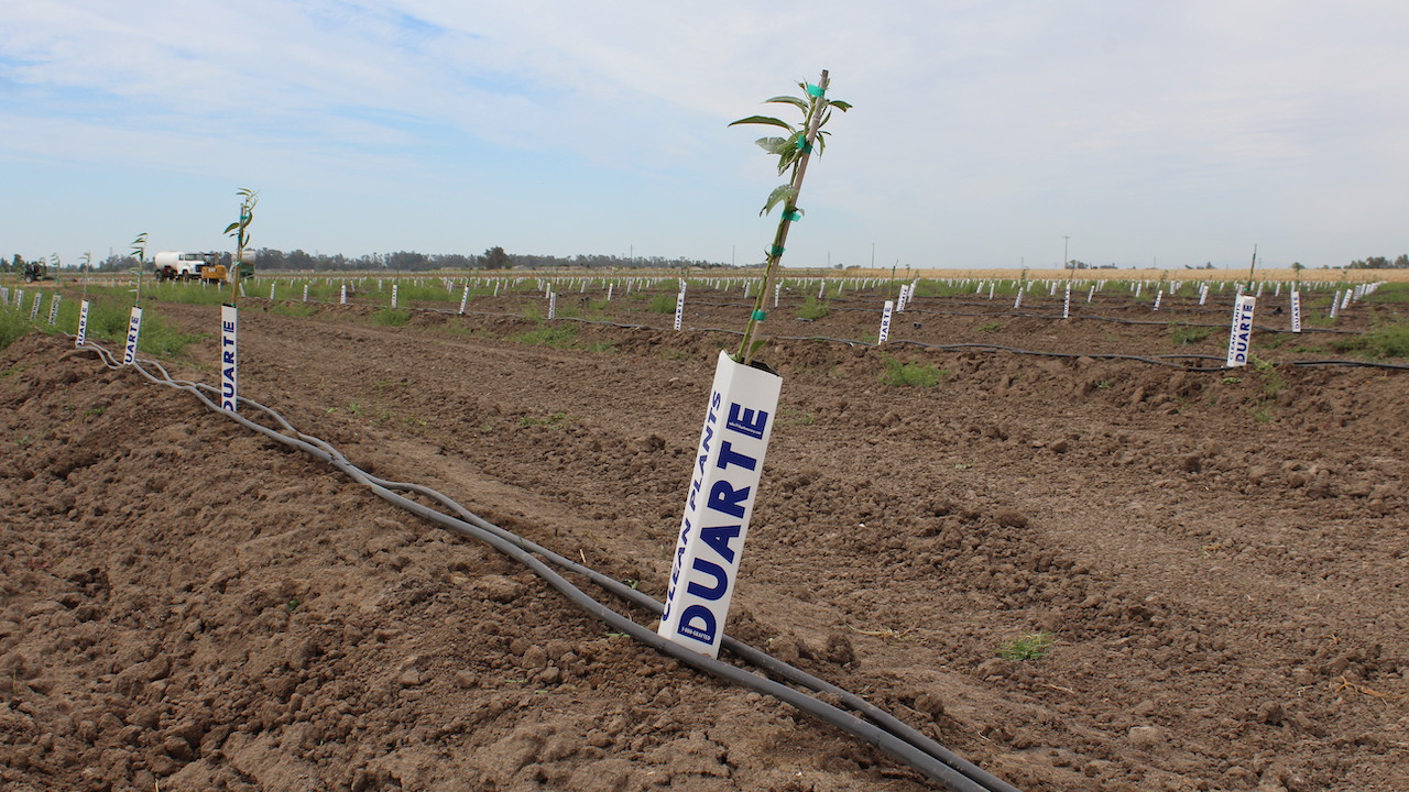 Four Steps for Planting Containerized Almond Trees