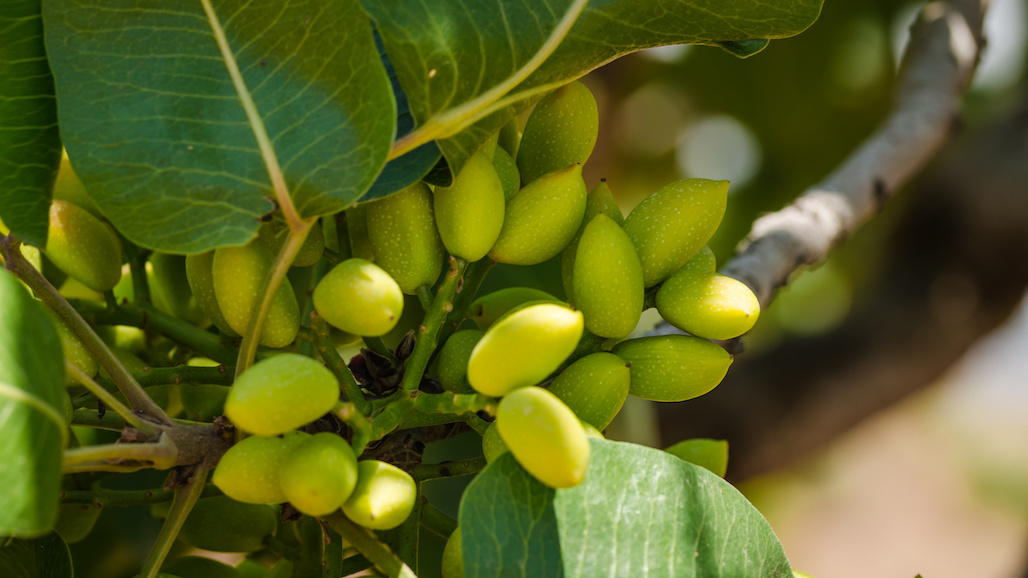 CA Pistachio Growers and Processors Create $5.2 Billion Impact on State’s Economy