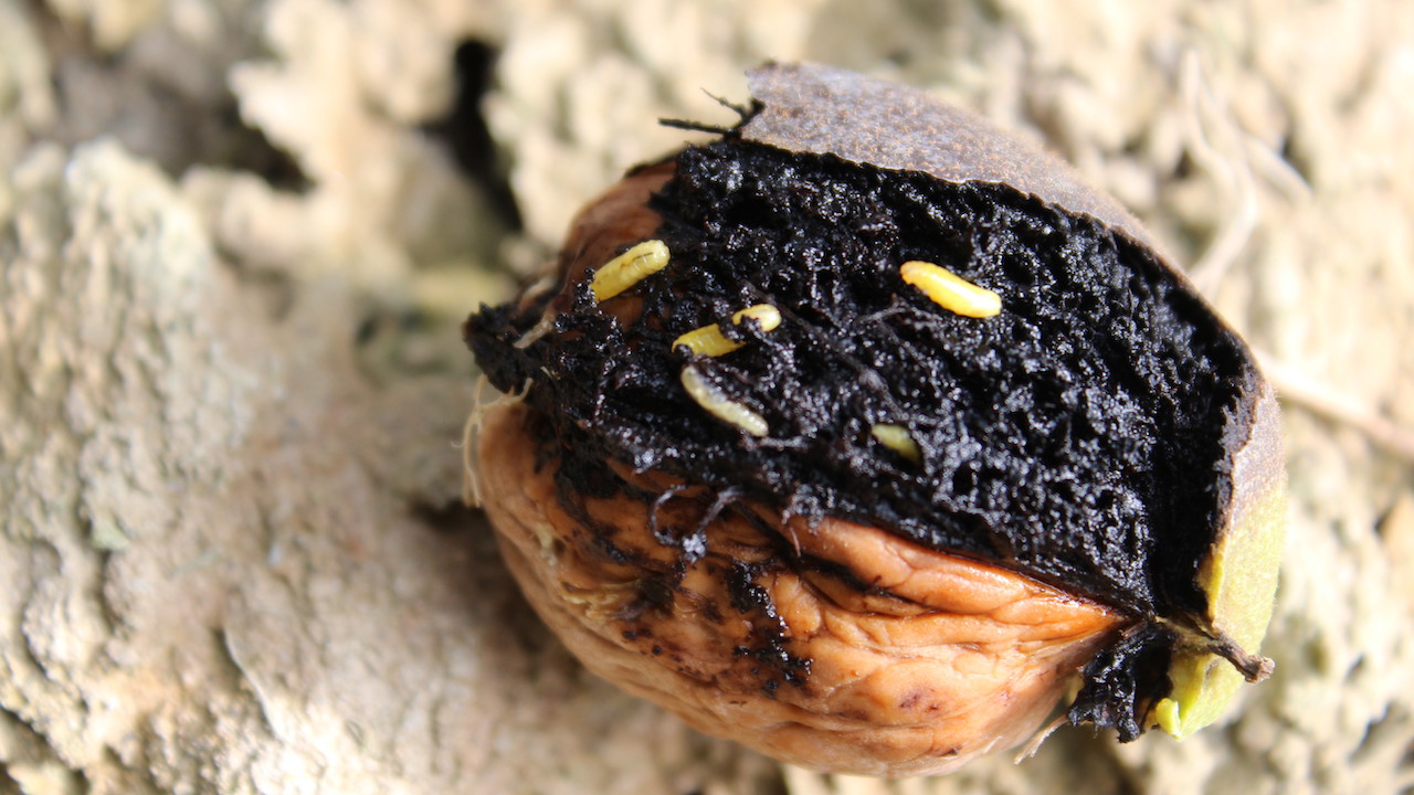 Managing Walnut Husk Fly in the Orchard