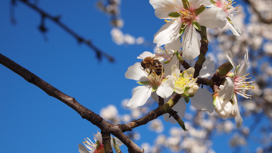 Almond Board Briefs Congressional Caucus About Pollinator Coalition