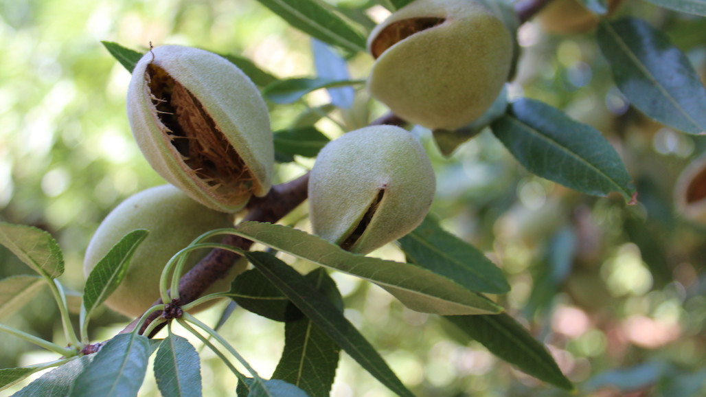 Preparing for Almond Hull Split