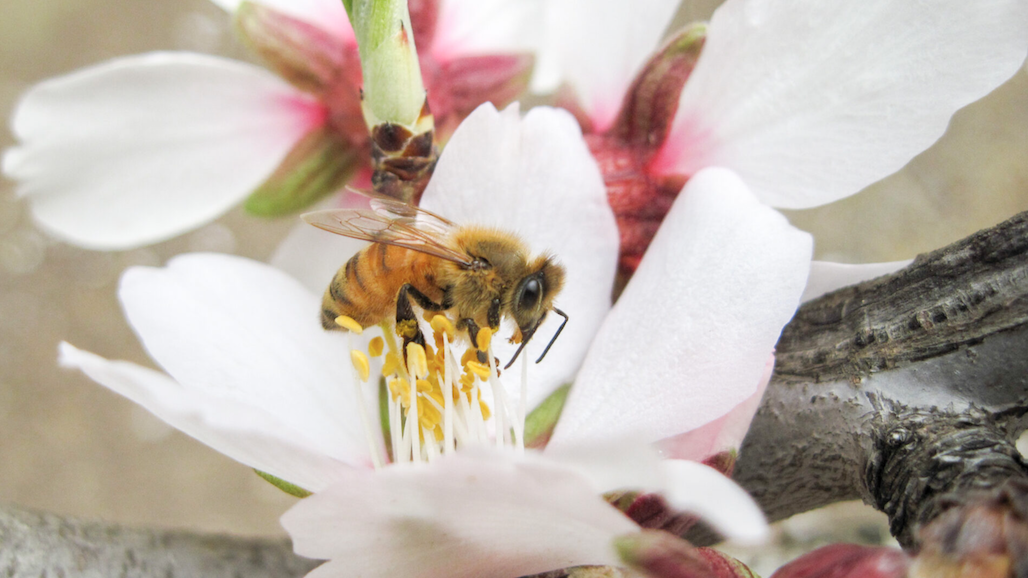 Flagstone Foods to Source 100% of its Almonds from Bee-Friendly Farms by 2025