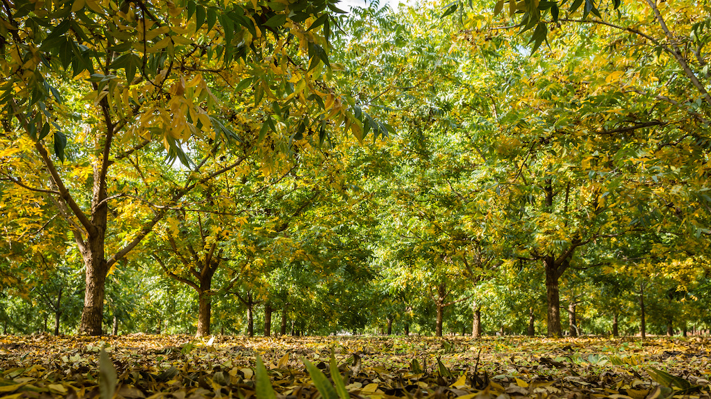 Protecting Pecans with Friendly Fungi
