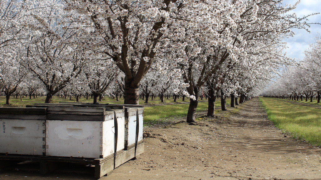 Study Shows Amygdalin in Almond Nectar can Reduce Viruses & Gut Parasites in Honey Bees