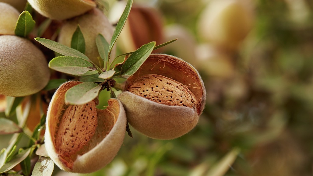 USDA-NASS Projects Smaller Crop for California Almonds