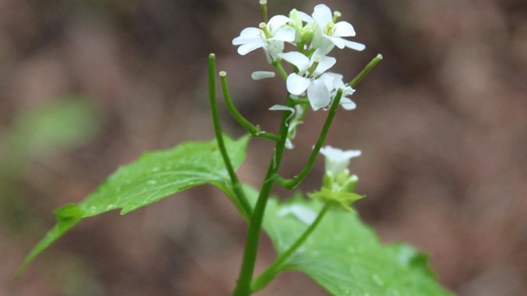 Third Edition of NMSU’s Extension Troublesome Weeds Publication Now Available
