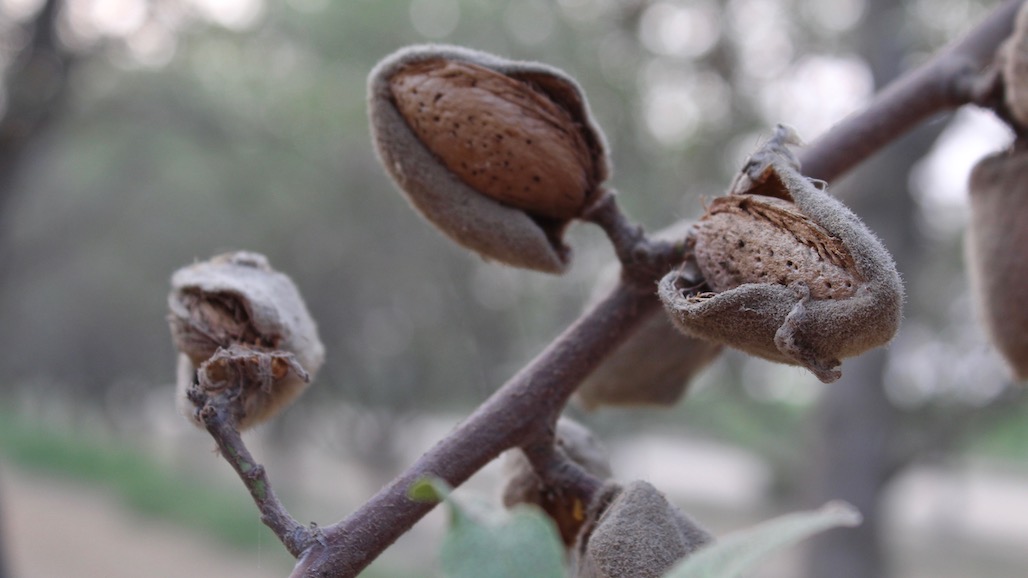 New Director Leaders at the Almond Board of California
