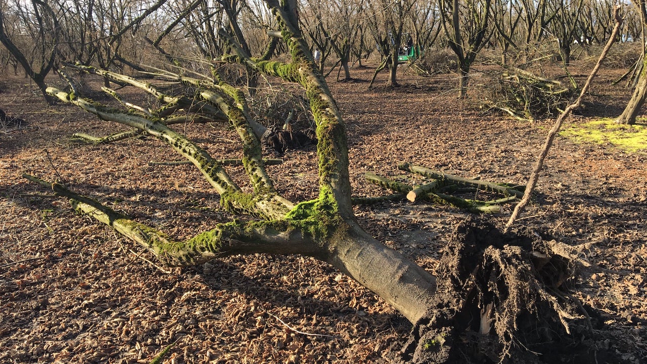Lessons Learned from Devastating Ice Storm Damage in Hazelnut