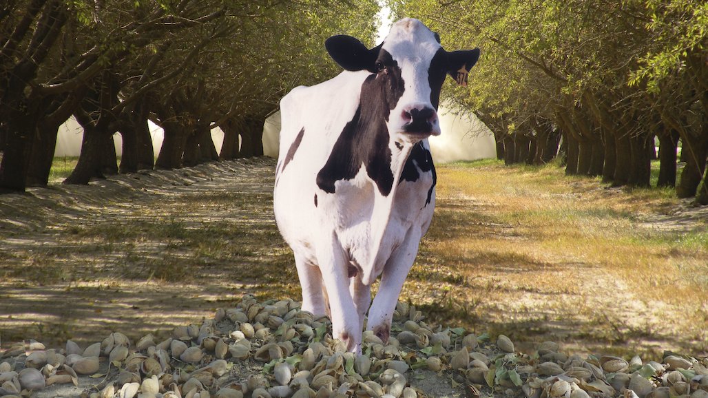 Dairy and Almond Groups Partner on Healthy Soils Research